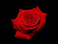 49 Red rose with black background uploaded by Laitche, nominated by Laitche