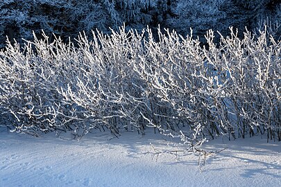 Hoar frost on a hedge next to Myrstigen