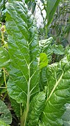 From Garden to Plate- A glimpse of spinach flourishing in a simple organic kitchen garden. Embracing the magic of self-sufficiency, where a small space becomes a haven for fresh produce..jpg