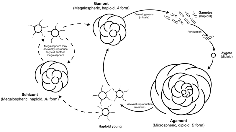File:Foraminifera life cycle.png