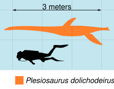 Plesiosaurus Scale.svg