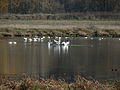 Ridgefield National Wildlife Refuge