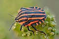 91 Graphosoma italicum - Kulna uploaded by Iifar, nominated by Iifar,  23,  0,  0