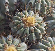 Copiapoa cinerea, Jardín Botánico de Múnich, Alemania, 2013-01-27, DD 01.JPG