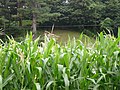 한국어: 청주시의 옥수수밭 English: Corn field in Cheongju.