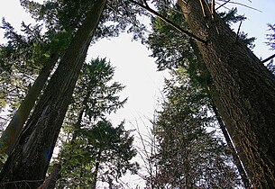 Cultivated in Thuringian Forest, Germany.