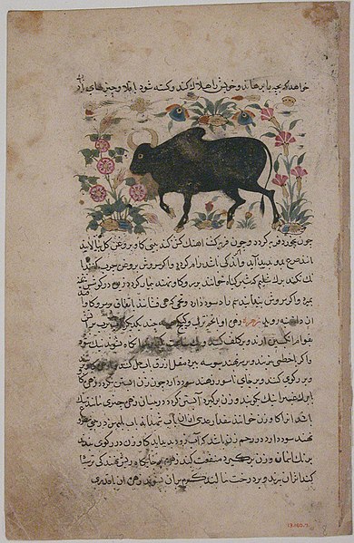 File:"A Bull", Folio from a Dispersed Nuzhatnama-i ‘Ala’i of Shahmardan ibn Abi’l Khayr MET sf13-160-7r.jpg