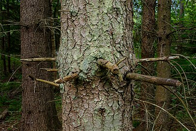 Spiky branch remains on a spruce by Myrstigen
