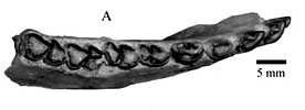 File:Protypotherium sinclairi.png