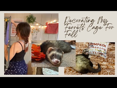 Decorating My Ferrets Cage For 🍂Fall🍁… (don’t have high expectations pls)
