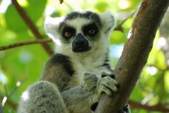 Madagaskar: Anjeh NP