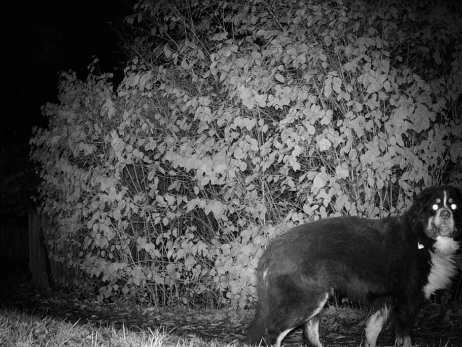 Wildkamera Test: Wildkameras November2021 Coolife H953 Nacht