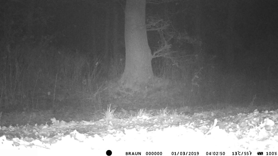 Wildkamera Test: Wildkameras Dezember2022 Braun Scouting Cam Black700 Nacht