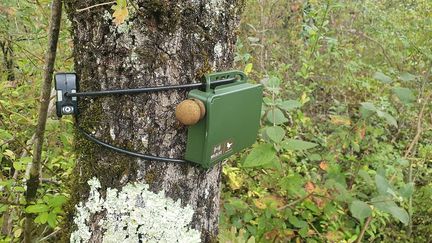 Des micros de ce genre ont été installés dans 103 forêts françaises pour mieux analyser la biodiversité. (BORIS HALLIER / FRANCEINFO / RADIO FRANCE)