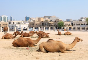 Camels in central Doha, Qatar