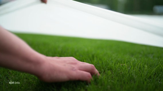Eine Hand streicht über saftig grünen, gleichmäßig gewachsenen Rasen, der unter einer weißen Abdeckfolie wächst. © Screenshot 