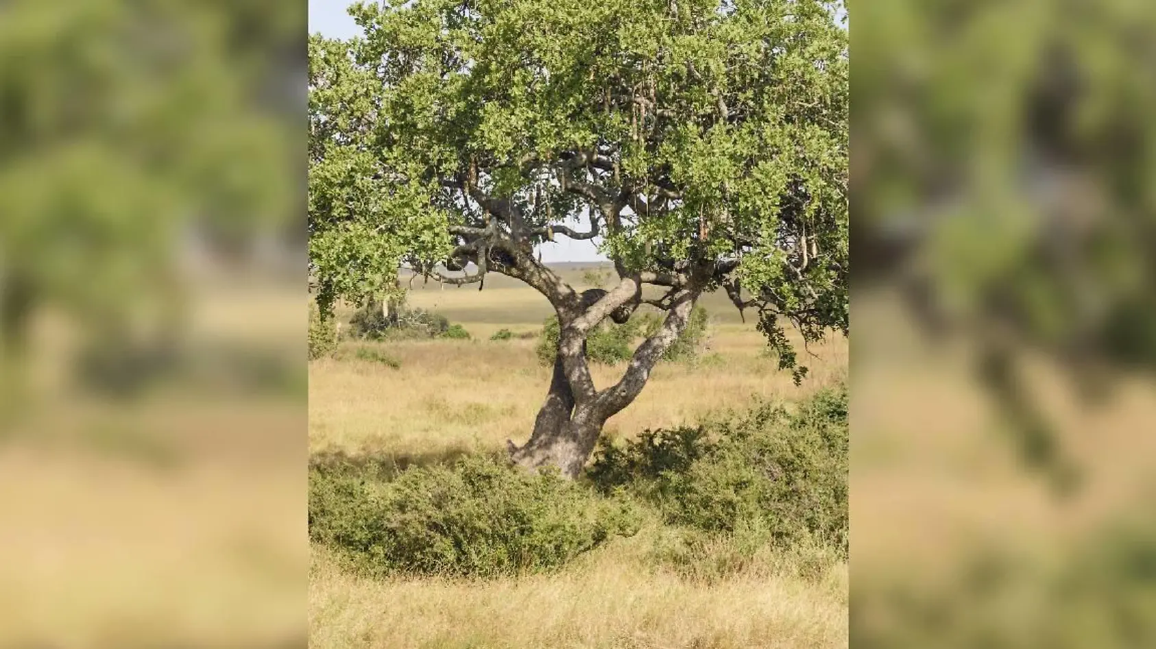 Findet ihr den Leoparden im Baum?