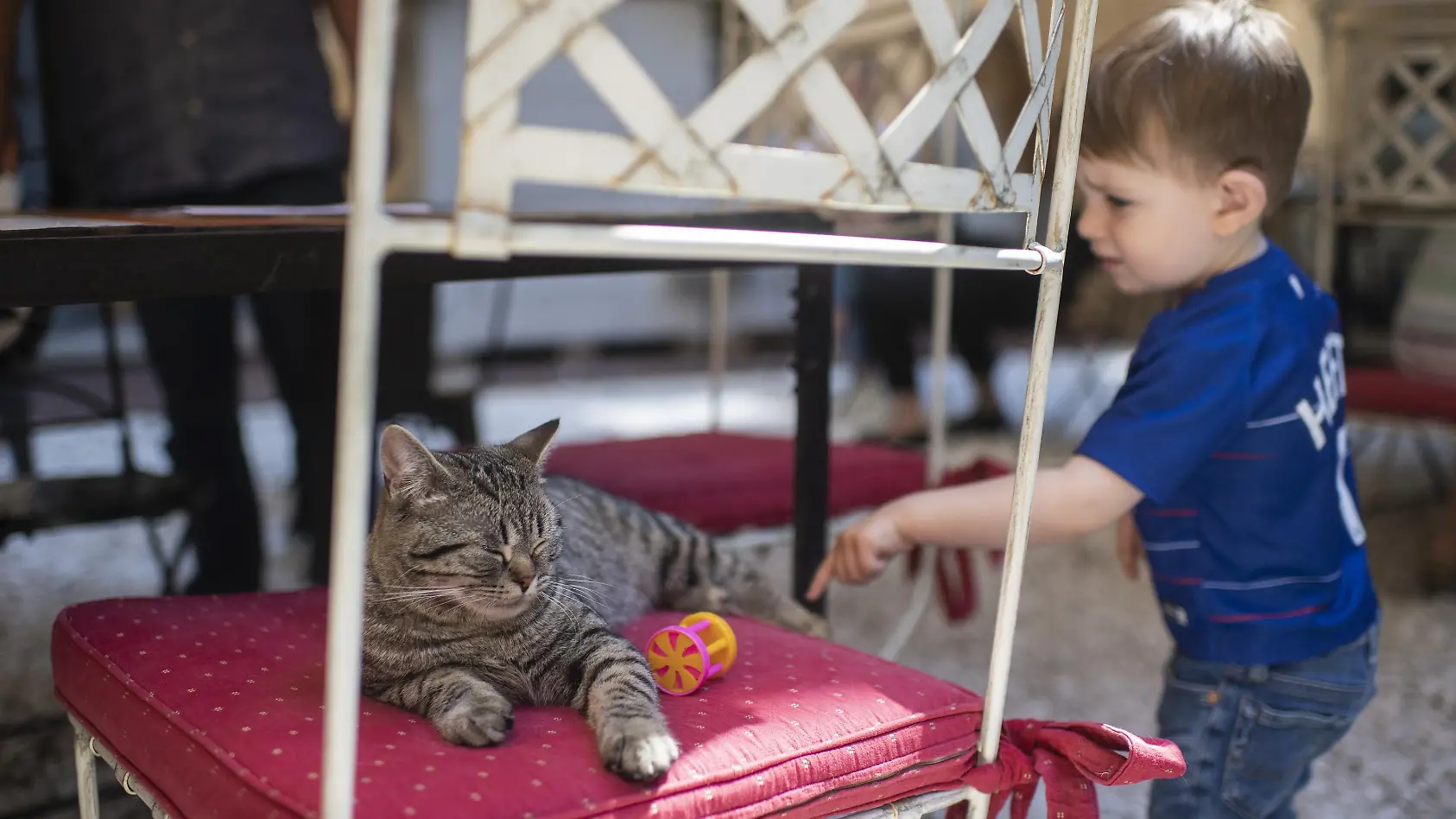 Katzen erwünscht, Kleinkinder nicht