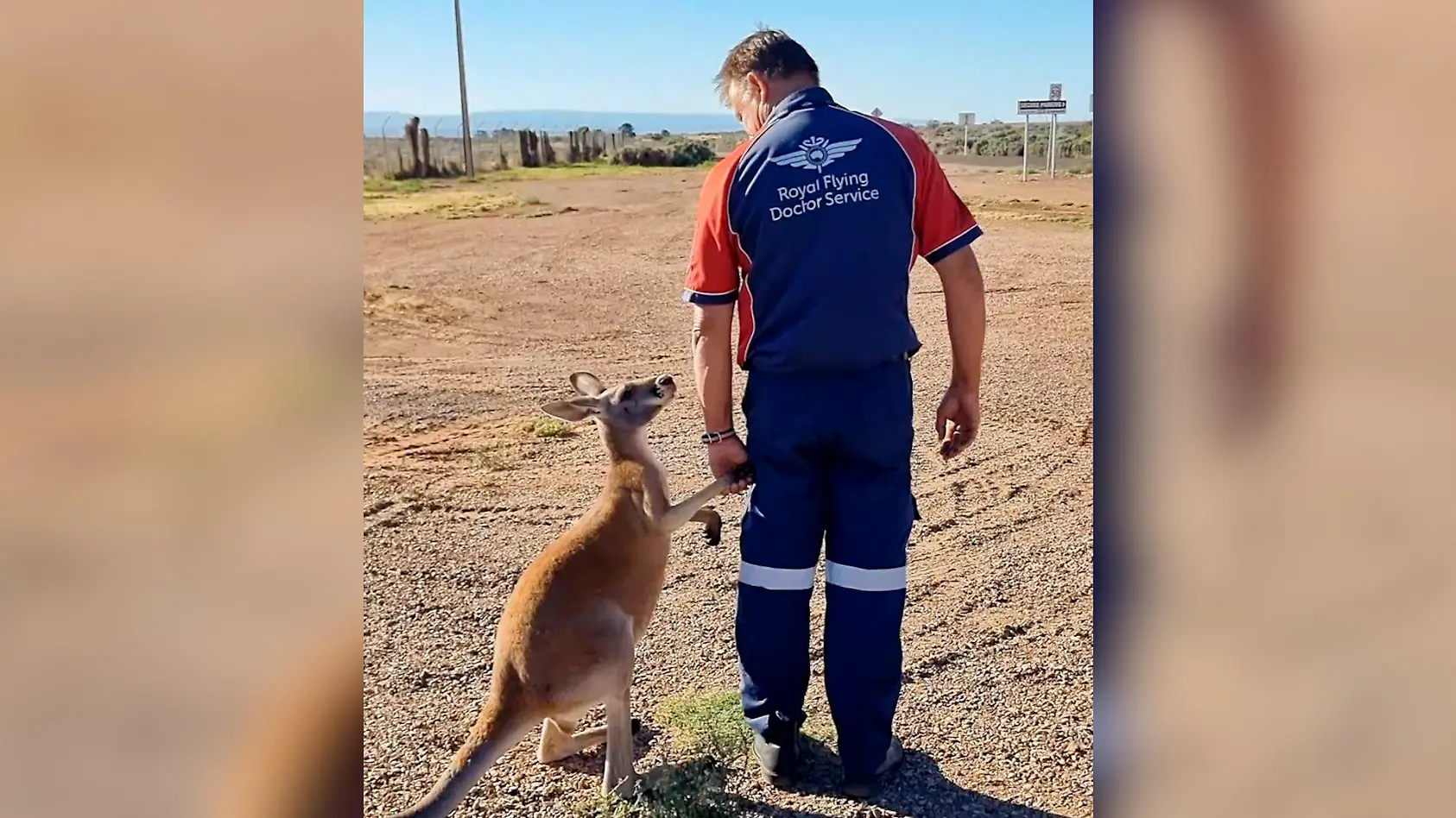 Känguru sucht Nähe zu Piloten