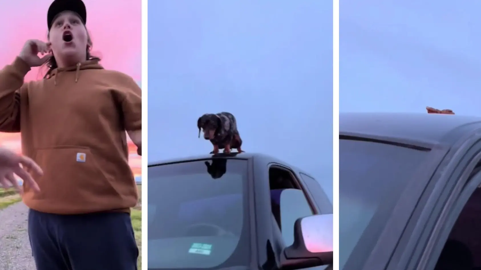 Hund setzt Häufchen auf Autodach