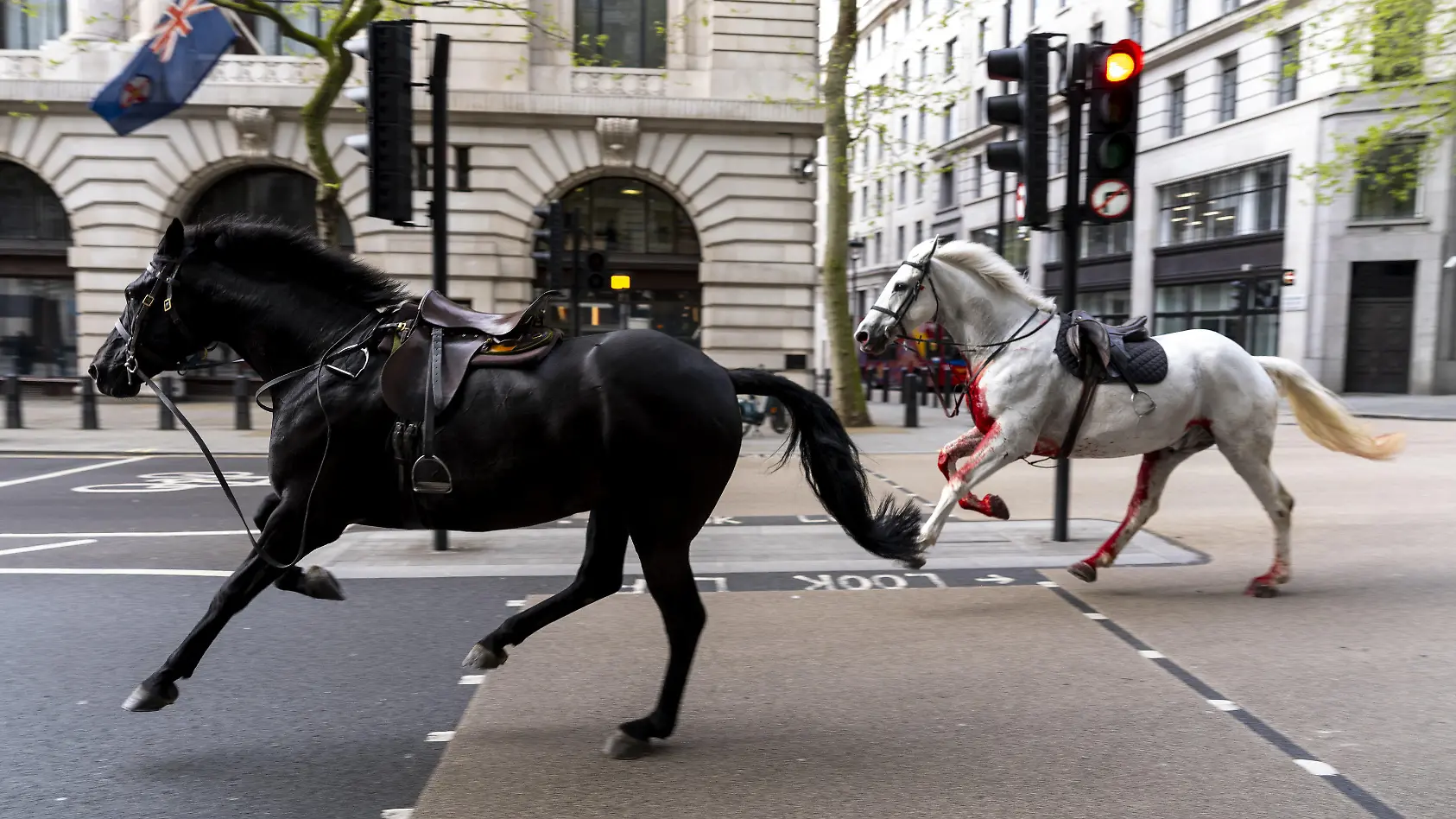 Blutende Pferde jagen durch London - mehrere Verletzte