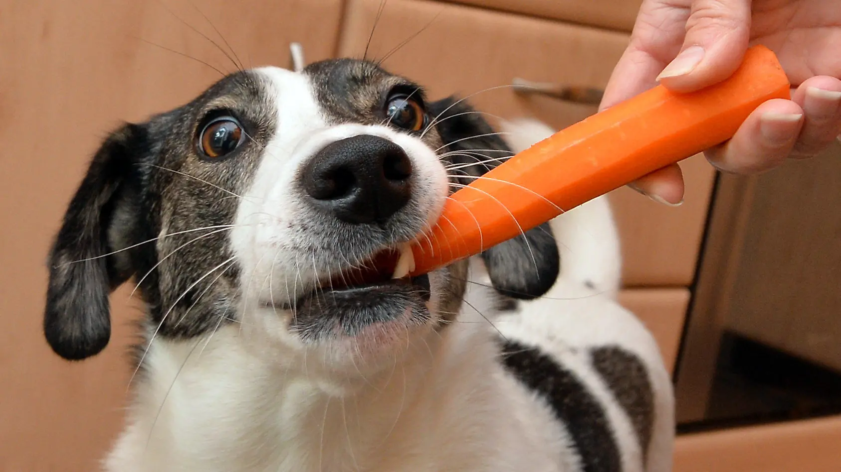 Hunde vegan ernähren - gut oder gaga?