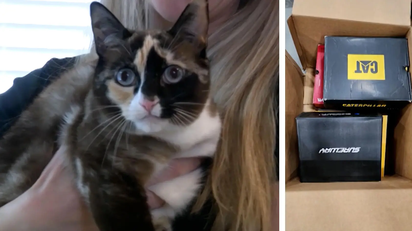 Katze überlebt in Retoure-Paket