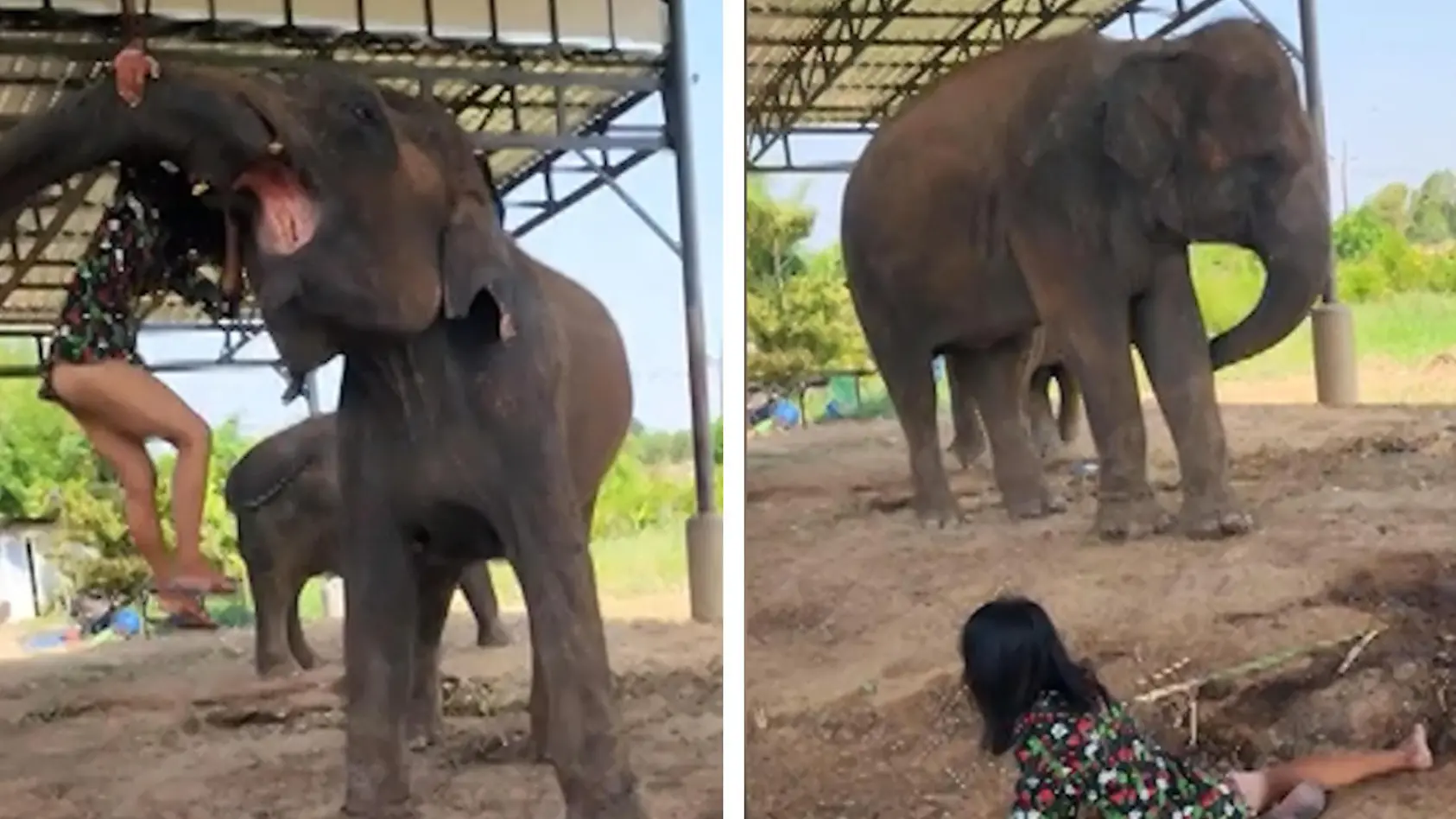 Elefant hebt Frau in Luft
