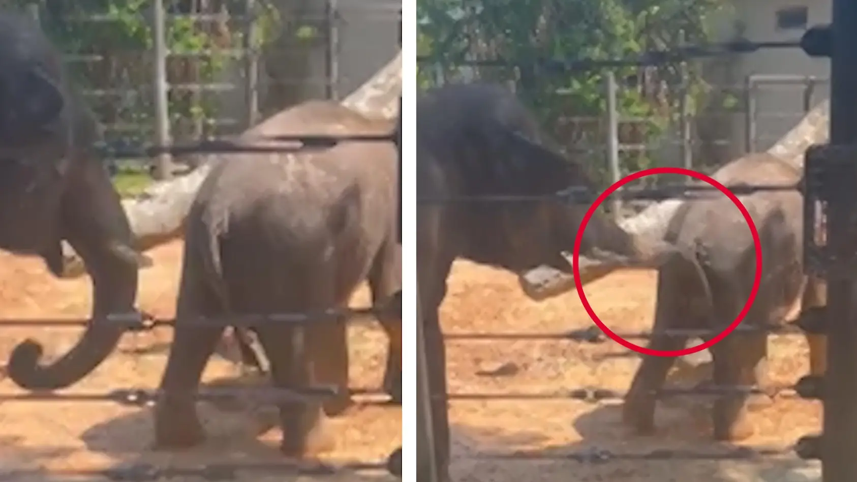 Elefanten-Mama greift mit Rüssel durch