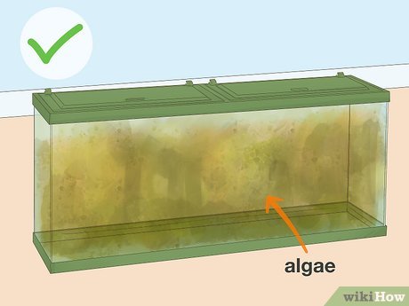Step 2 Benutze grünes, algenreiches Wasser.
