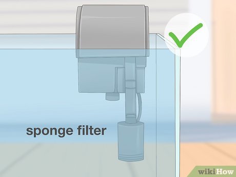 Step 3 Installiere einen Luftblasenschlauch oder einen Schwammfilter im Wasserbecken.