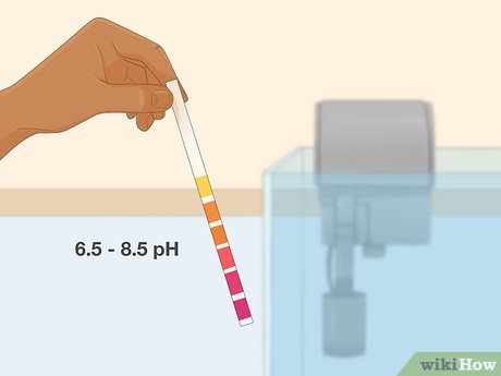 Step 4 Versuche, einen pH-Wert zwischen 6,5 und 8,5 zu erreichen.
