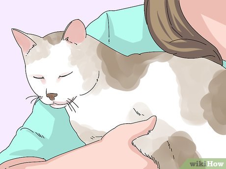 Step 6 Bế chú mèo trên tay cho đến khi nó bình tĩnh và thư giãn.