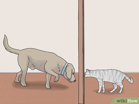 Step 4 Cho chó và mèo ngửi mùi của nhau qua khe hở bên dưới cánh cửa ngăn cách chúng.