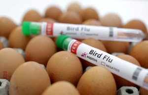 Bird flu kills man after he became first person to contract new strain of virus