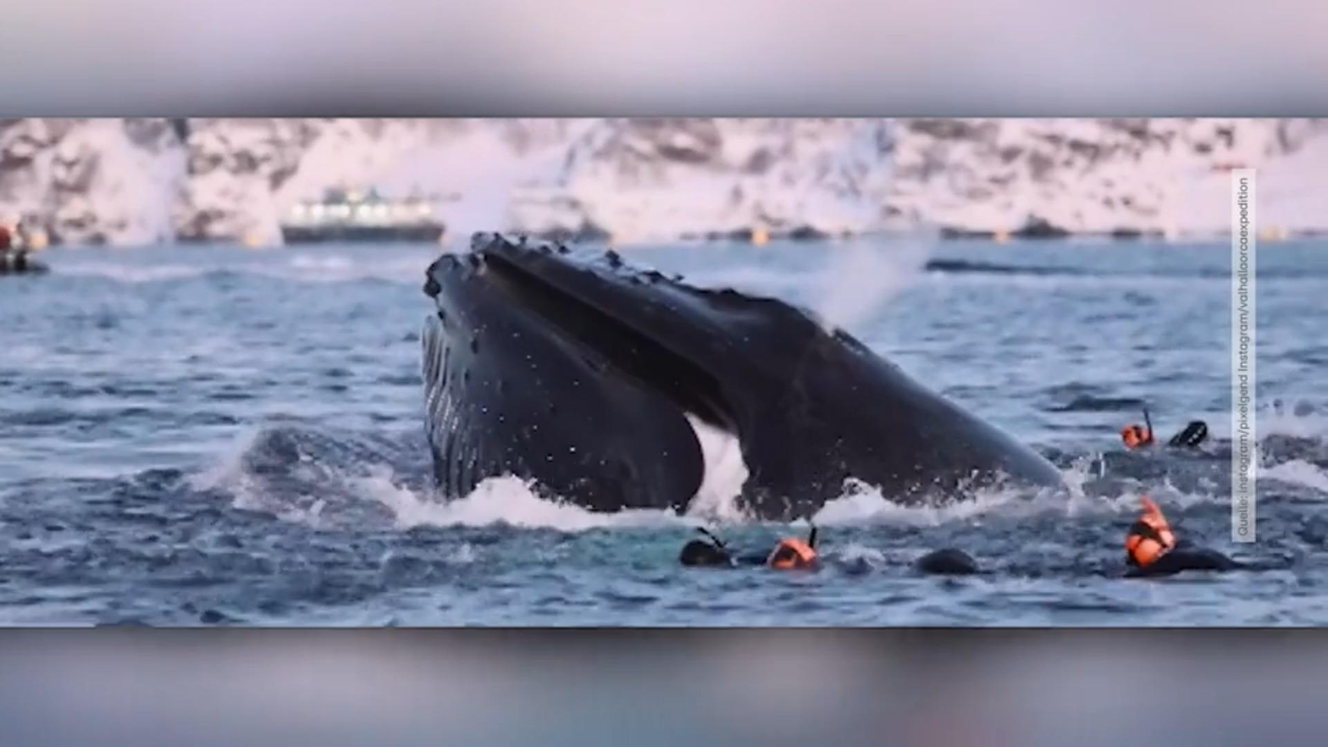 Wird sich die Reporterin trauen? Schwimmen mit Orcas!