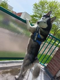 Siberische Husky honden te koop in 7681, Vroomshoop - Advertentie 4