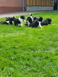 Border Collie honden te koop in 9551, Sellingen - Advertentie 7