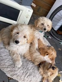 Goldendoodle honden te koop in 5595, Leende - Advertentie 3