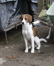 Beagle honden ter adoptie in 2983, Ridderkerk - Advertentie 16