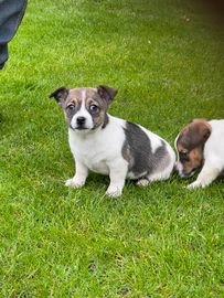 Jack Russel Terriër honden te koop in Oirschot - Advertentie 14