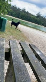 Rottweiler honden ter dekking in 7741, Coevorden - Advertentie 3