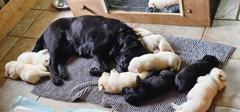 Labrador Retriever honden te koop in 6673, Andelst - Advertentie 5