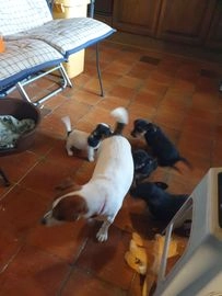 Jack Russel Terriër honden te koop in 7911, Nieuweroord - Advertentie 4
