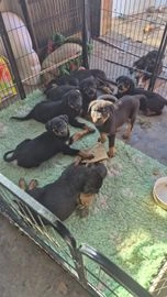 Rottweiler honden te koop in 4515, IJzendijke - Advertentie 1