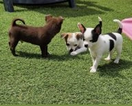 Chihuahua honden te koop in Bergeijk - Advertentie 6