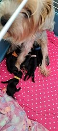 Yorkshire Terriër honden te koop in 4424, Wemeldinge - Advertentie 2