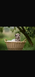 Labrador Retriever honden te koop in Bergeijk - Advertentie 12