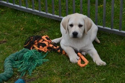 Labrador Retriever honden te koop in 9003, Warten - Advertentie 15