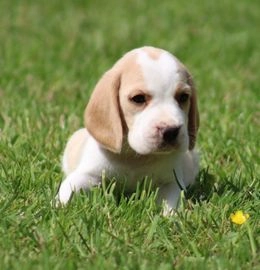 Beagle honden te koop in 4524, Sluis - Advertentie 2